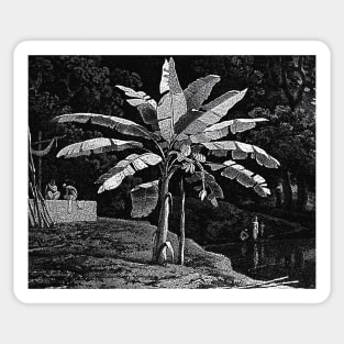 Banana tree with bunch of bananas noir landscape Sticker